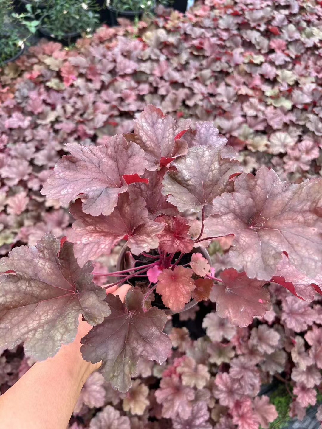 「红莲子草」红莲子草终年红叶,园林补色pk矾根