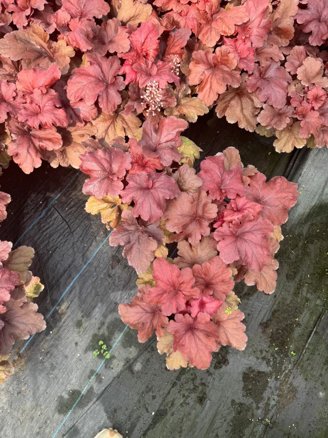 「红莲子草」红莲子草终年红叶,园林补色pk矾根