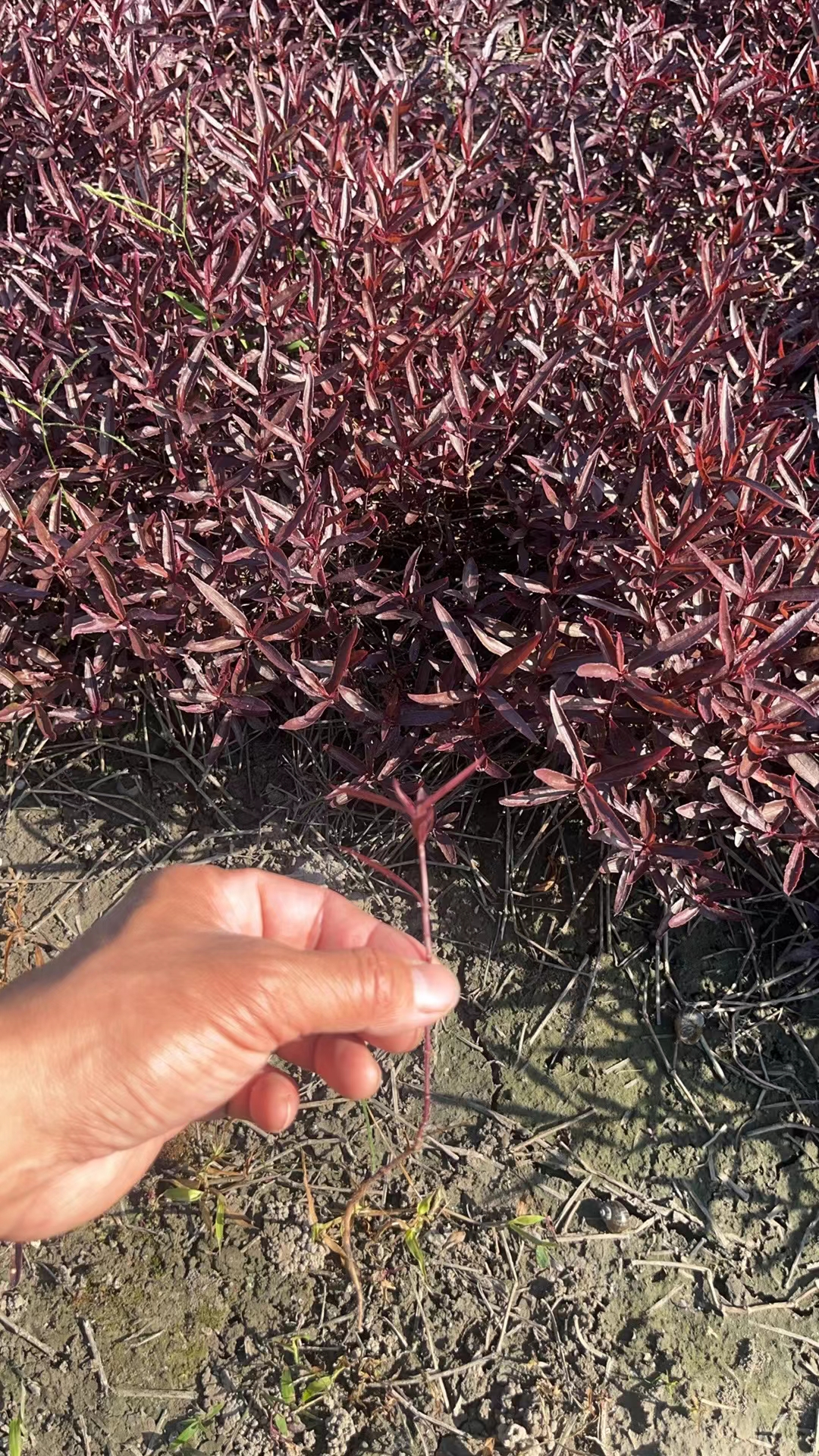 「红莲子草」红莲子草终年红叶,园林补色pk矾根