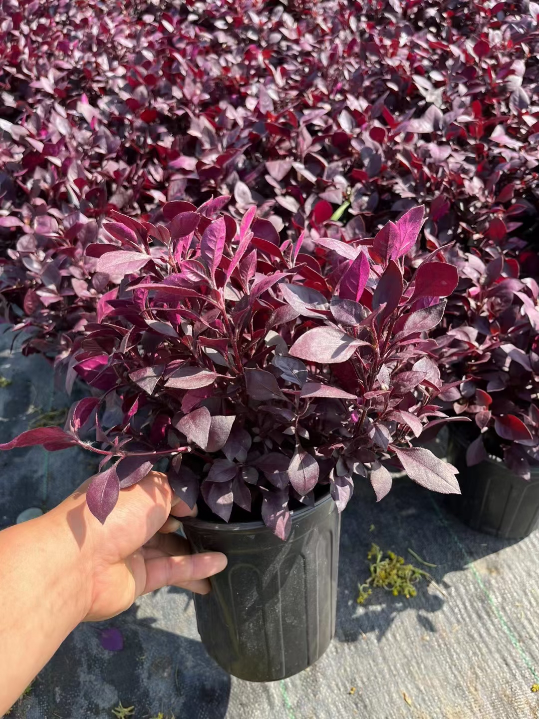 「红莲子草」红莲子草终年红叶,园林补色pk矾根