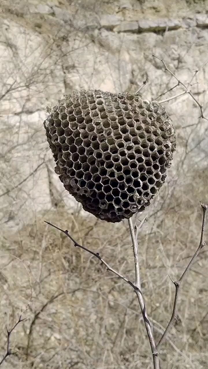 马蜂窝造的多有意思,大小均匀.
