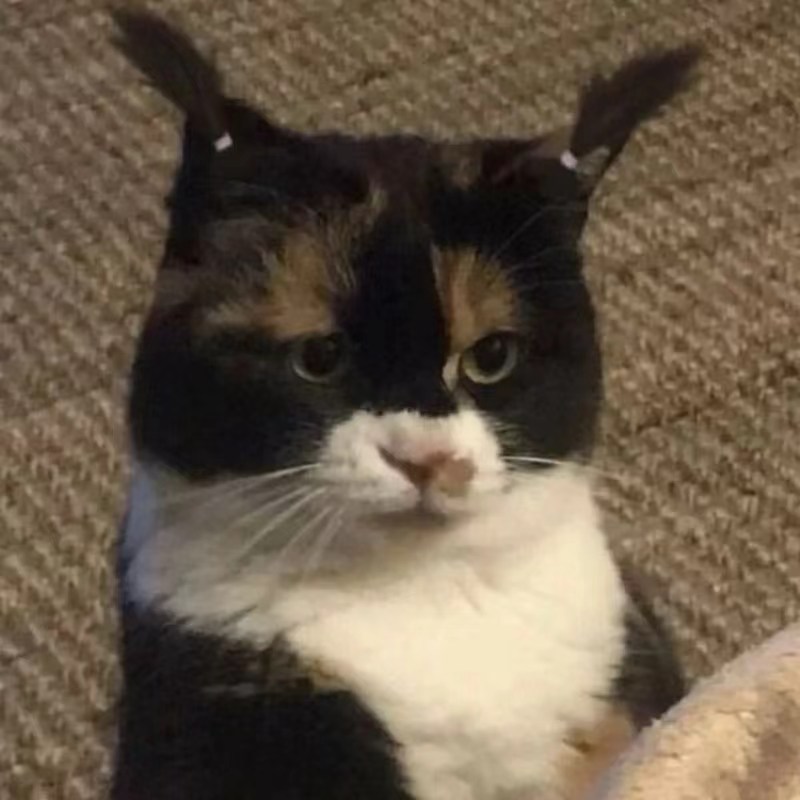 这两个朝天辫辫真可爱!神态真专注.#动态连更挑战# #热点引擎计划