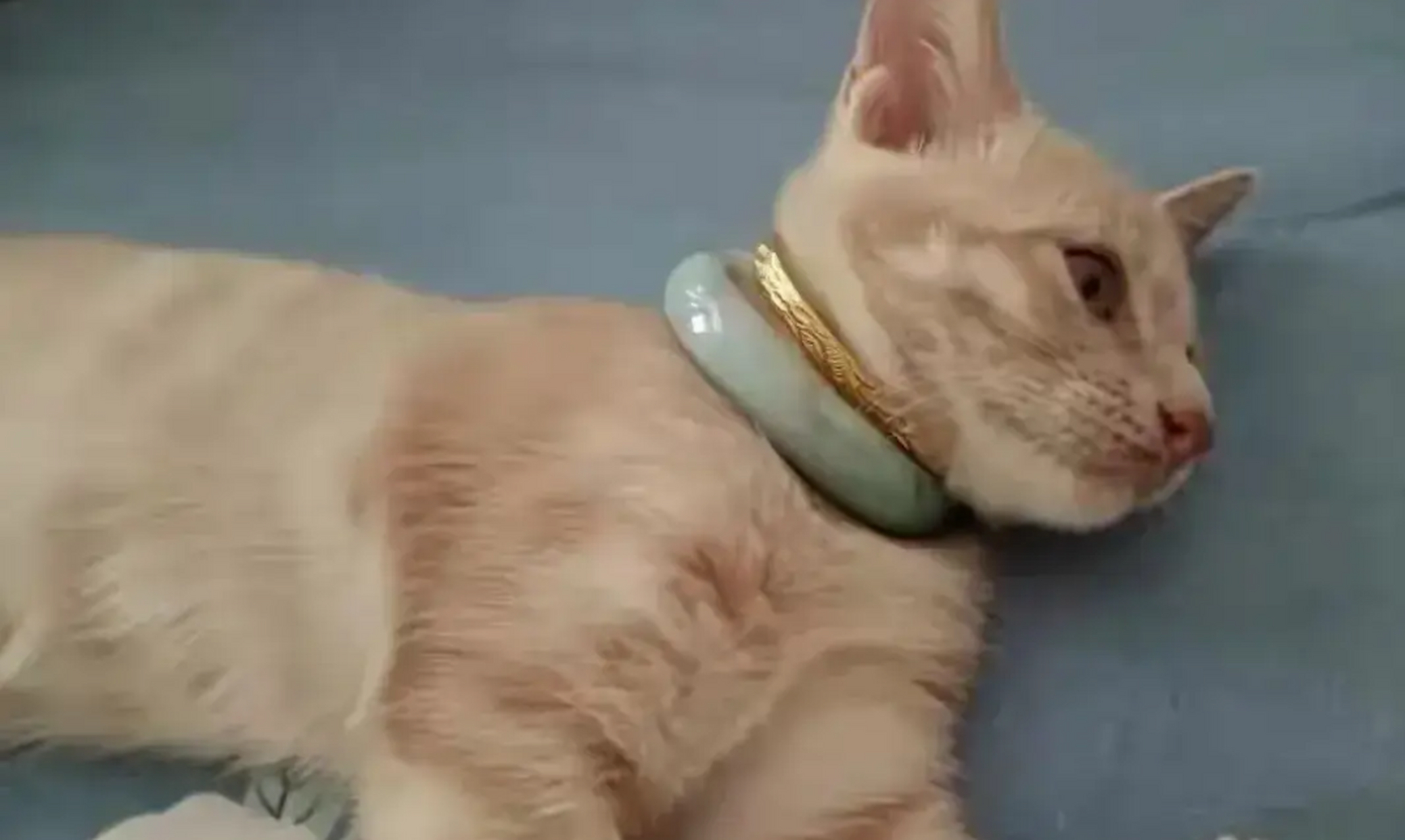 可怜的小猫咪,脖子被套上了紧箍咒,请问有什么办法可以安全把这些东西