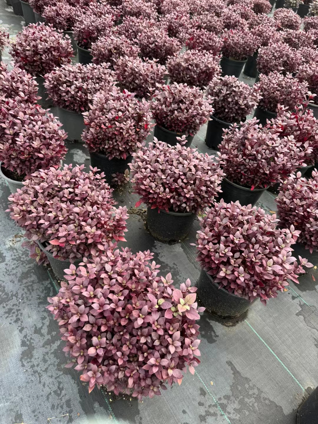 「红莲子草」红莲子草终年红叶,园林补色pk矾根