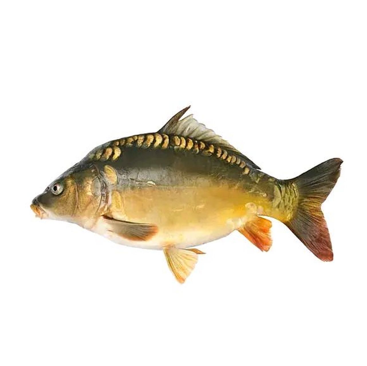 三道鳞,这鱼,给我的感觉就是怪怪的,没有多少鳞,一开始我以为是鱼塘里