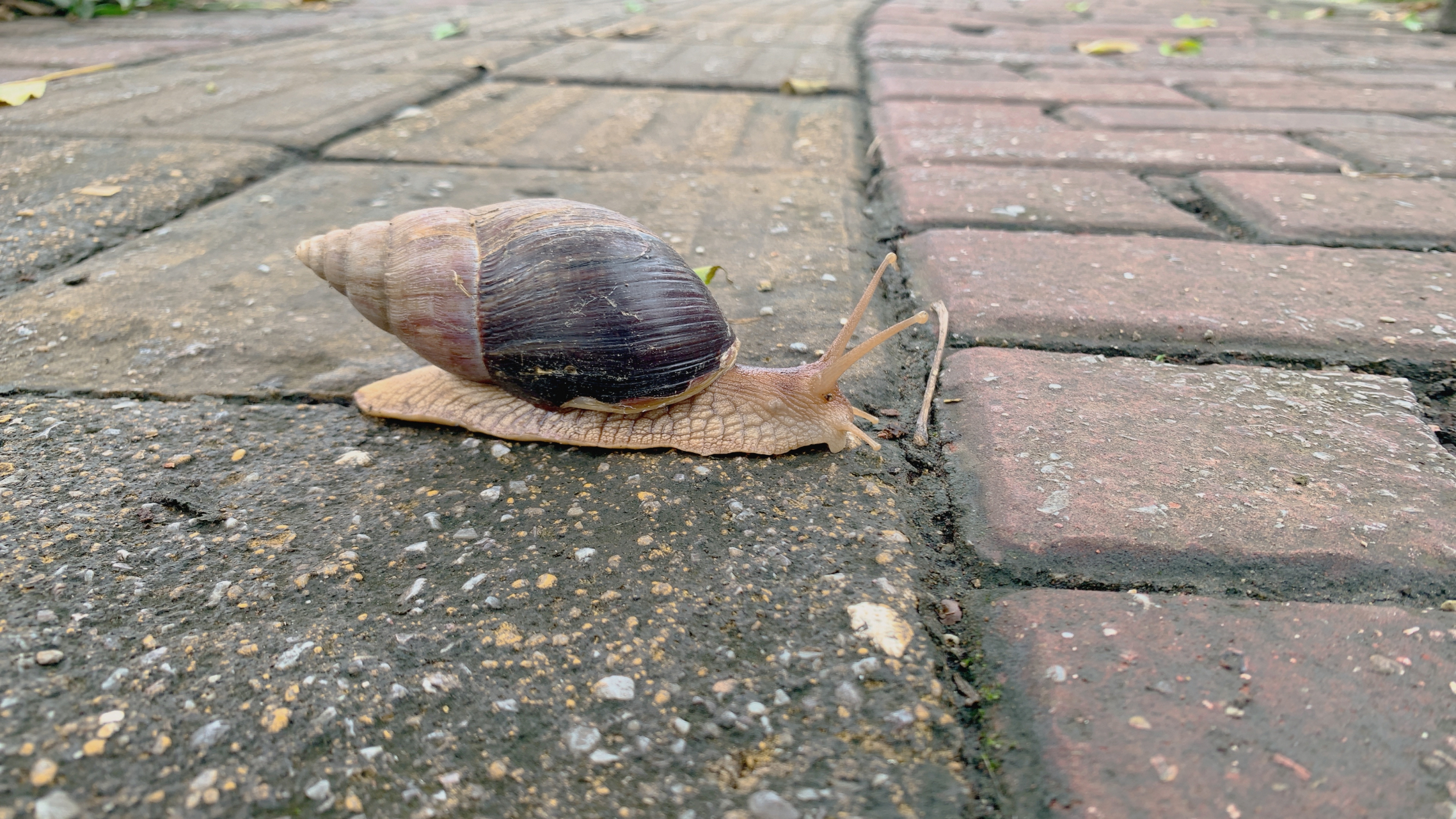 每次雨停后,路边就会有好多大蜗牛,听说是非洲大蜗牛,到底是益虫还是