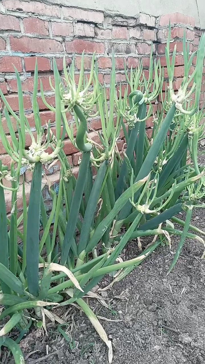 大家伙来看看,这是什么品种的葱?长得好张扬