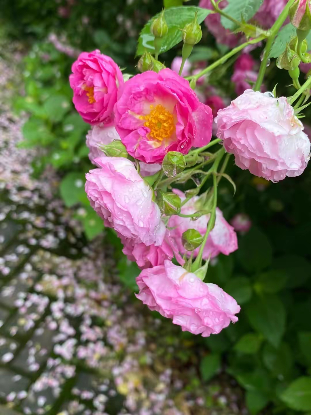 而那墙边的蔷薇花,宛如一位害羞的小女孩,在雨水的轻抚下,低垂着脑袋