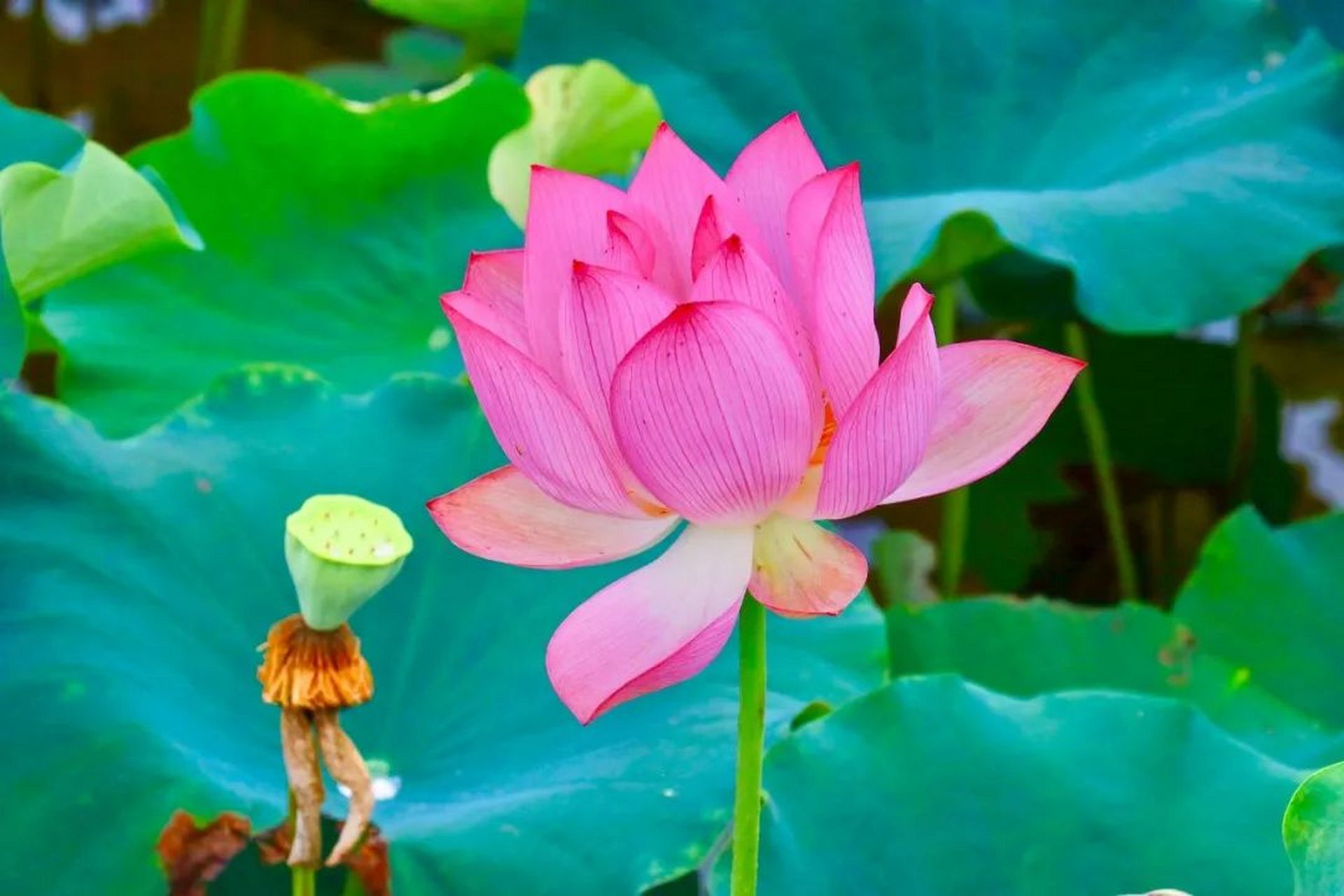 6月正是赏花期,衢州市衢江市民公园的一池荷香就是夏日的第一抹粉