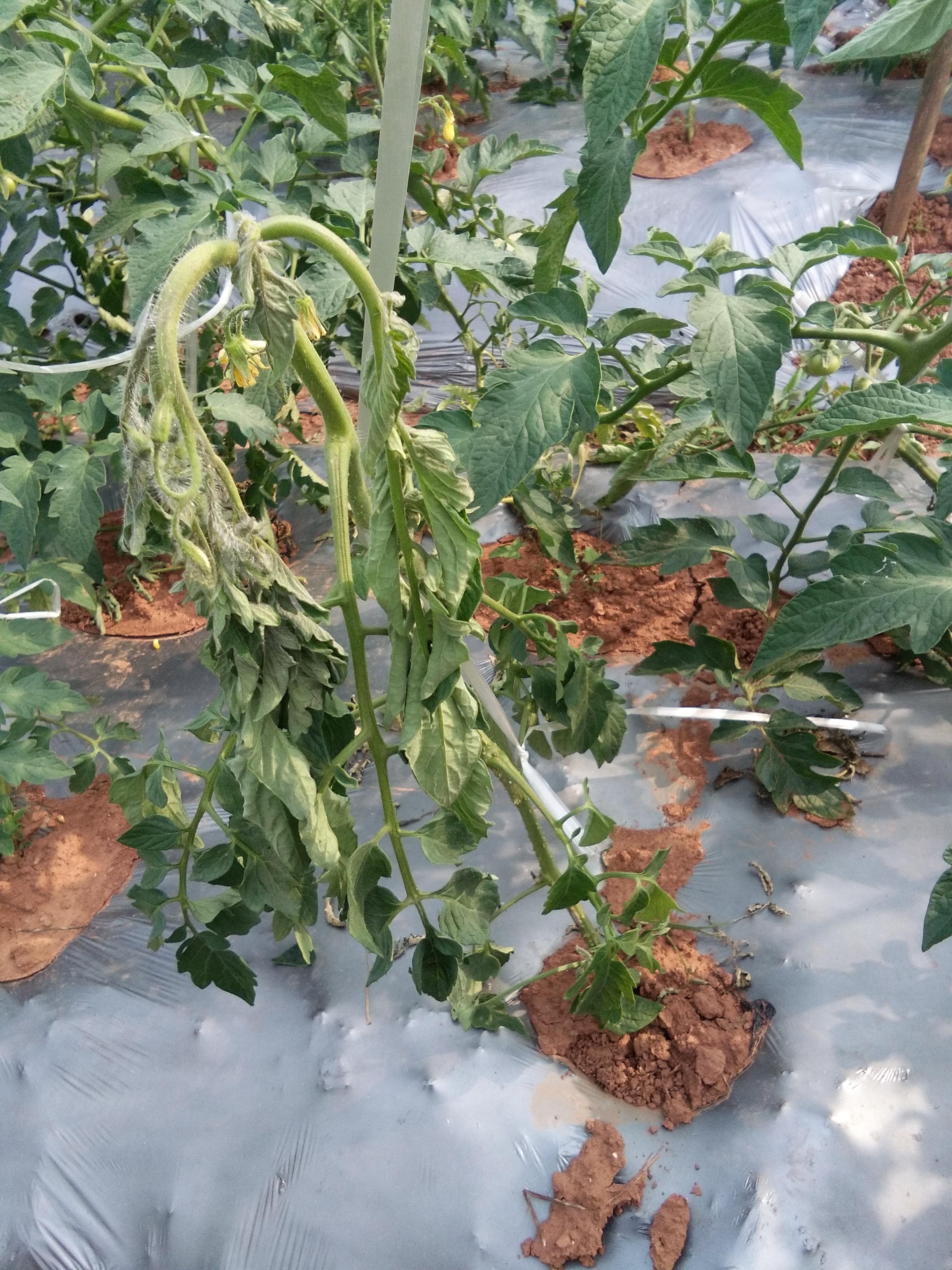 立枯病,青枯病,枯萎病三种病害的区别!区分下这几种病害的关系