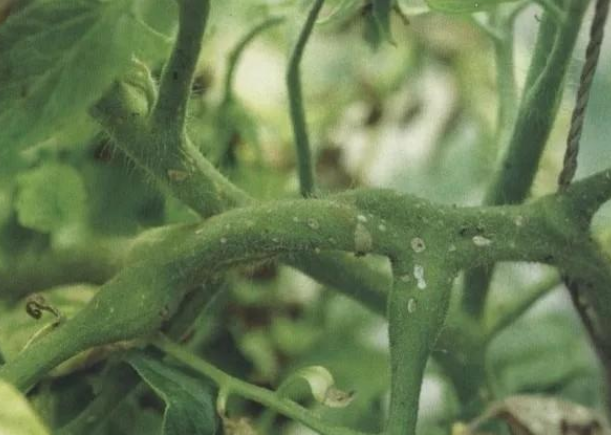 立枯病,青枯病,枯萎病三种病害的区别!区分下这几种病害的关系