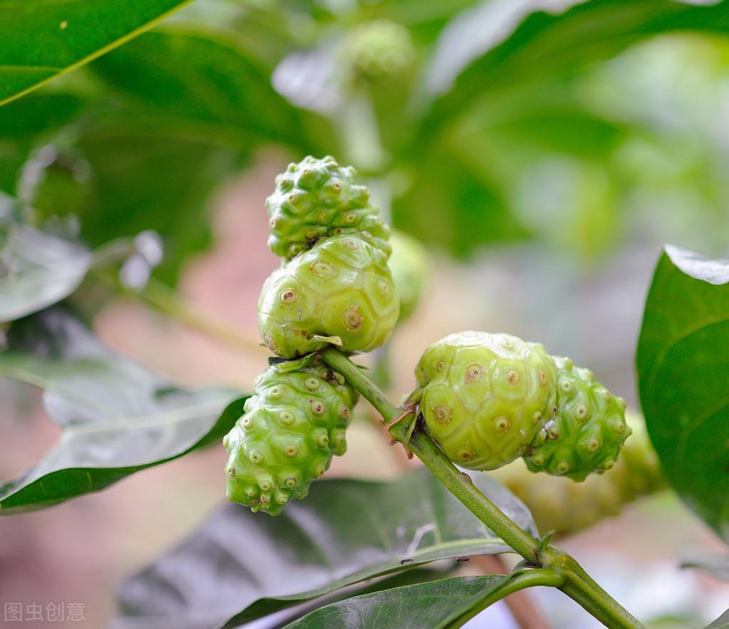 巴戟天栽培,这些技巧你知道吗?进来学习一下吧