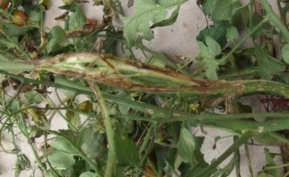 立枯病,青枯病,枯萎病三种病害的区别!区分下这几种病害的关系