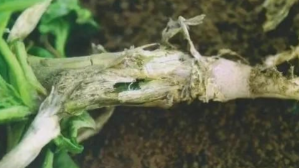 立枯病,青枯病,枯萎病三种病害的区别!区分下这几种病害的关系