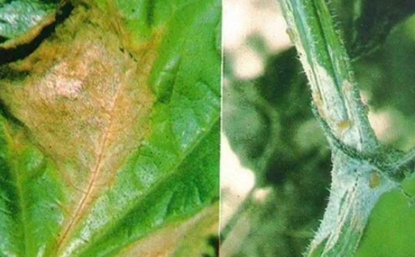 立枯病,青枯病,枯萎病三种病害的区别!区分下这几种病害的关系