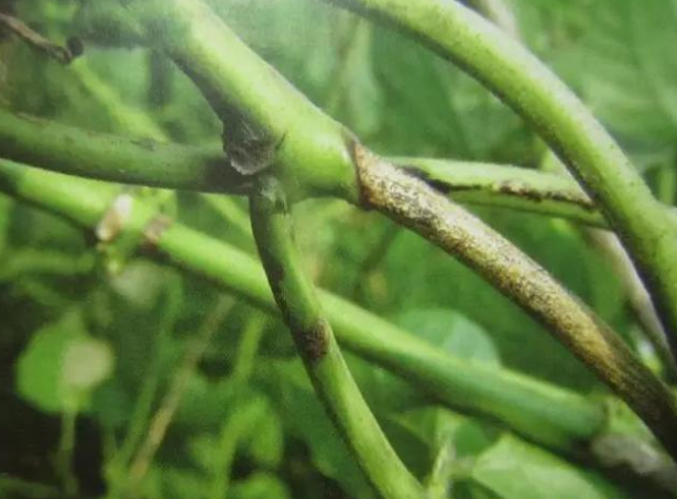 立枯病,青枯病,枯萎病三种病害的区别!区分下这几种病害的关系