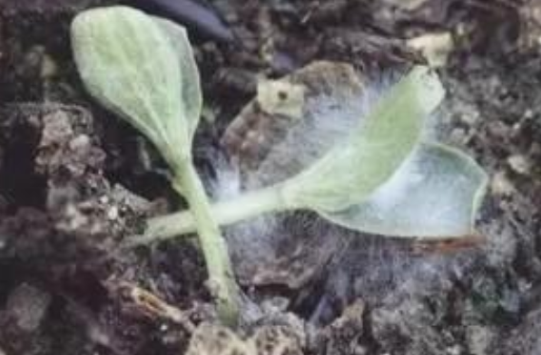 立枯病,青枯病,枯萎病三种病害的区别!区分下这几种病害的关系