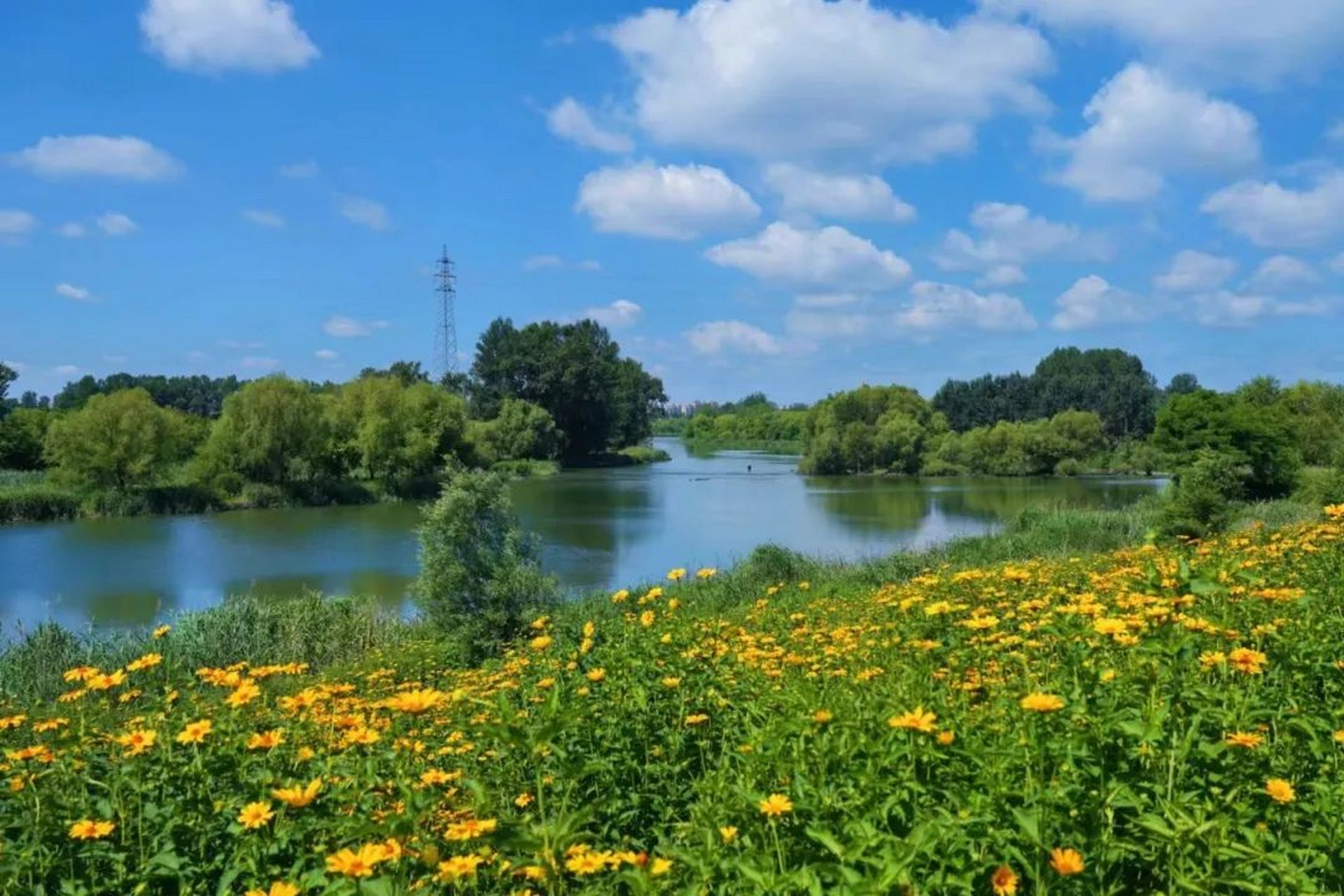 太子岛的金光菊花海,美出新高度,趁着天好,快来拍照吧~#新时代六地