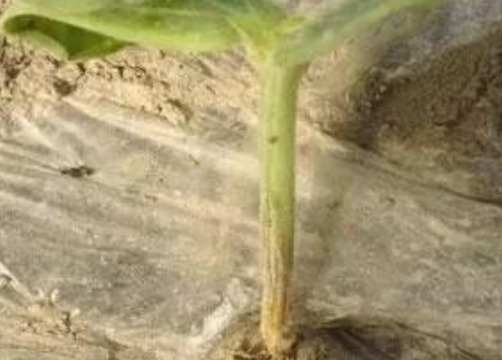 立枯病,青枯病,枯萎病三种病害的区别!区分下这几种病害的关系