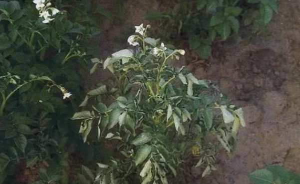 立枯病,青枯病,枯萎病三种病害的区别!区分下这几种病害的关系