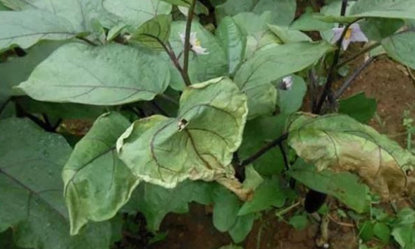 立枯病,青枯病,枯萎病三种病害的区别!区分下这几种病害的关系