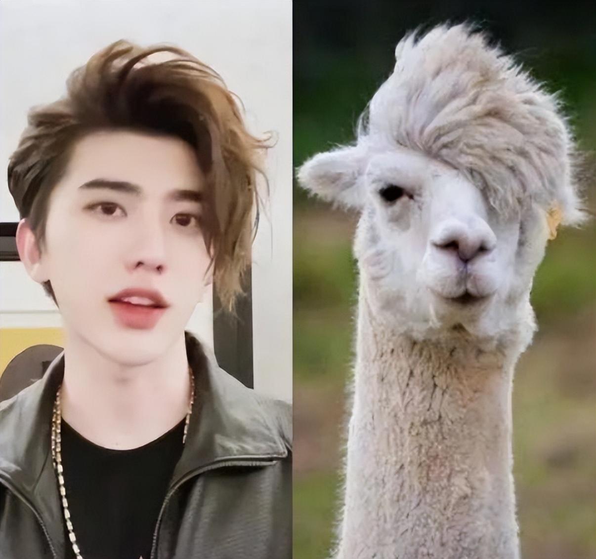 回顾:10位像动物的明星王一博肖战还能忍,看到易烊千玺简直神似