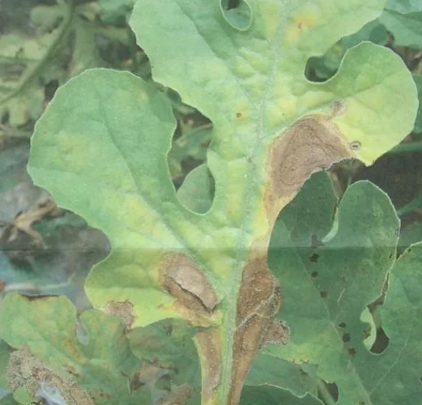 立枯病,青枯病,枯萎病三种病害的区别!区分下这几种病害的关系