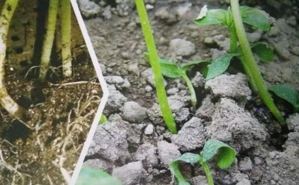 立枯病,青枯病,枯萎病三种病害的区别!区分下这几种病害的关系