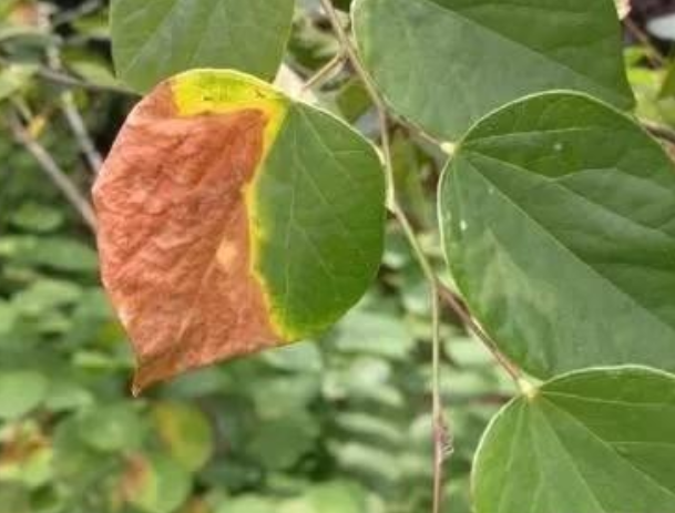 立枯病,青枯病,枯萎病三种病害的区别!区分下这几种病害的关系