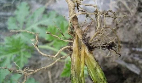 立枯病,青枯病,枯萎病三种病害的区别!区分下这几种病害的关系