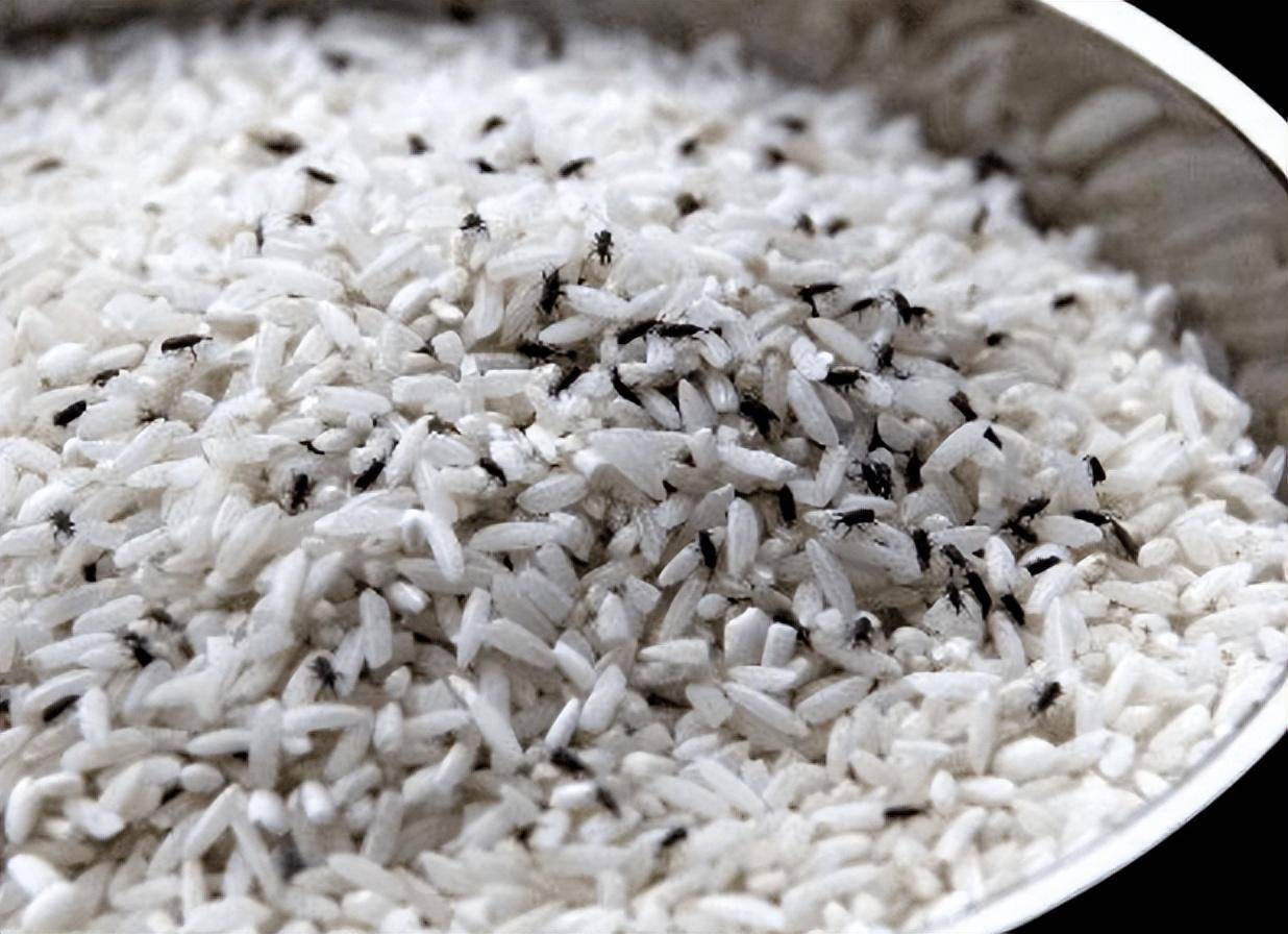 打开米缸,全是米虫?教你5个"土方法",米袋1年都不生虫子