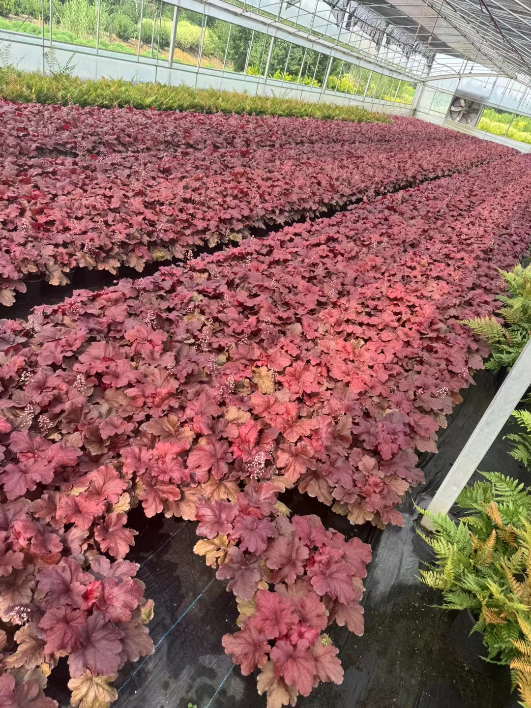 「红莲子草」红莲子草终年红叶,园林补色pk矾根