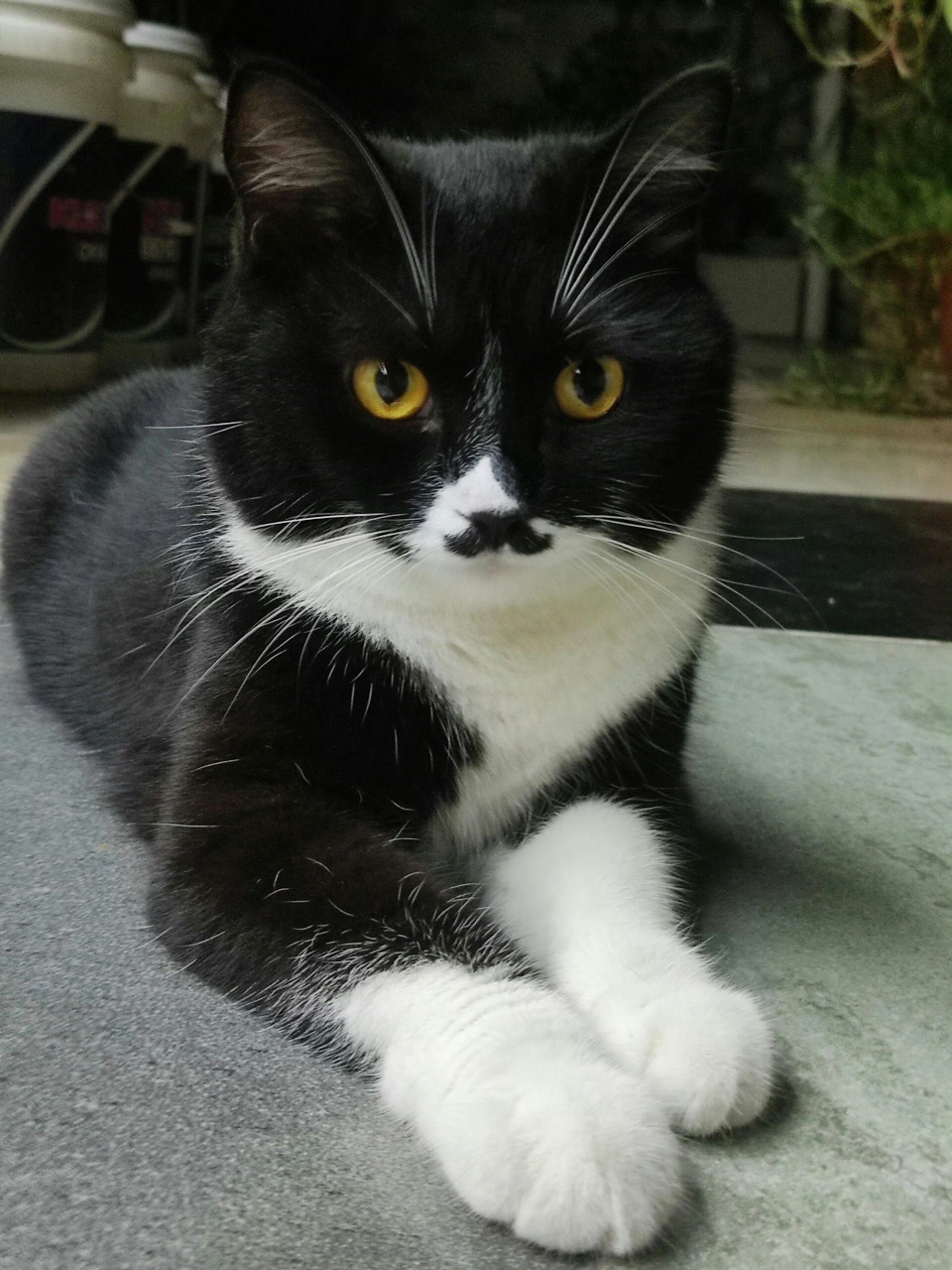 猫猫的八字胡,长得真标准!