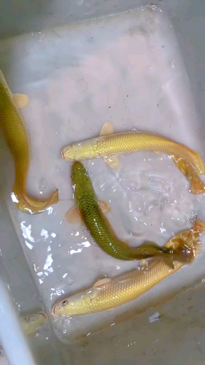 稀有白金巨骨舌鱼,26公分左右,变异个体