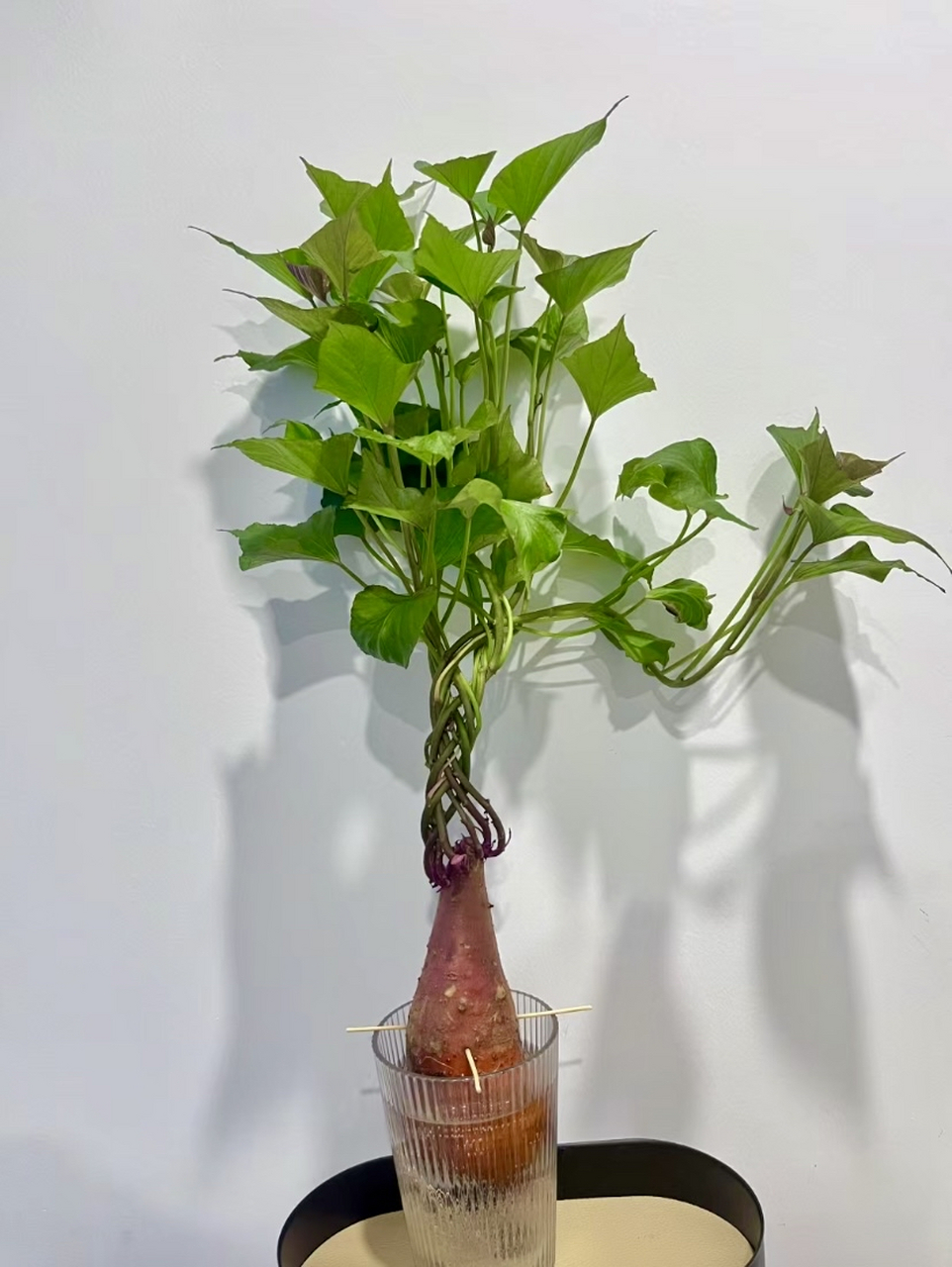 水培地瓜,可观赏可食用,比绿萝吊兰还好看,味道不输空心菜!