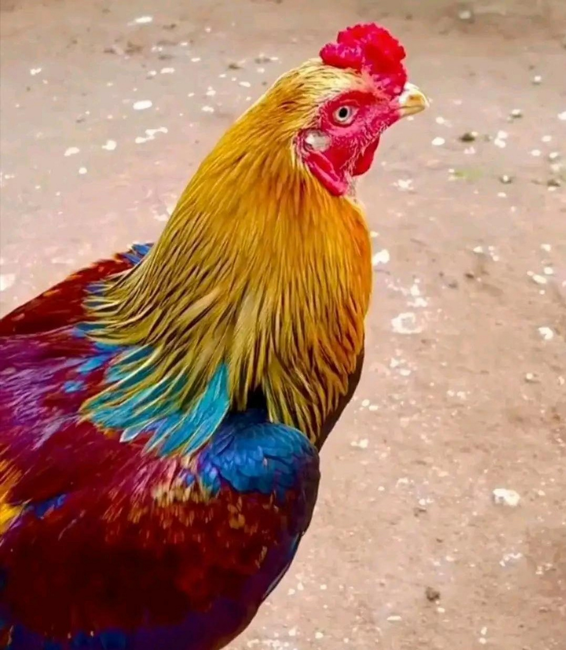 卖了就亏大了,家人们这只大公鸡漂亮不?