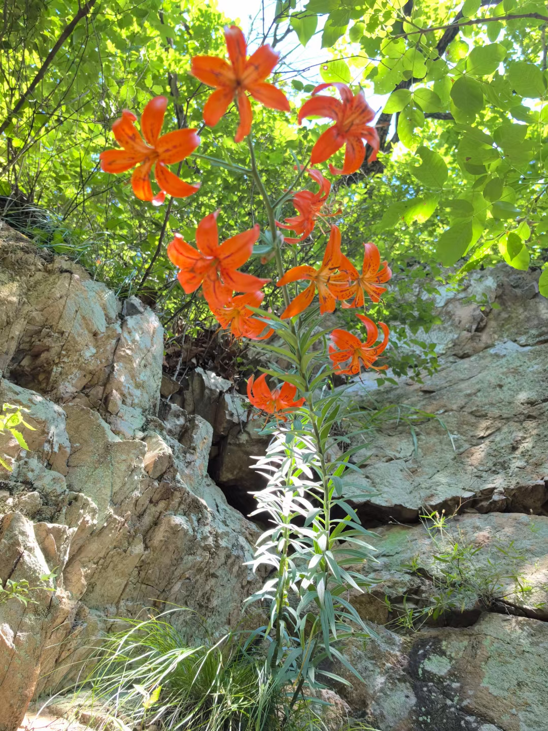 凤凰山上的野生百合,自有一股浪漫自然之姿!