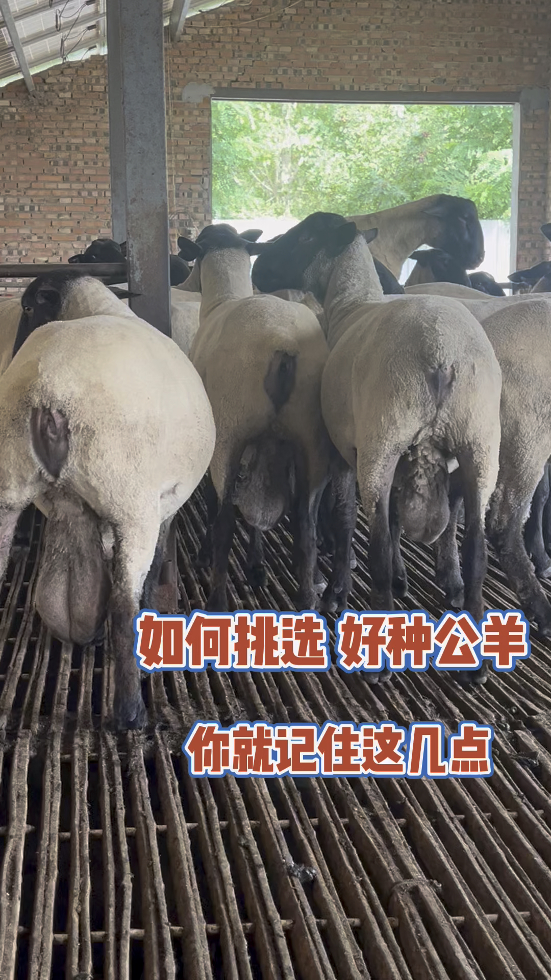 如何挑选一只好种公羊,您就记住这几点-度小视