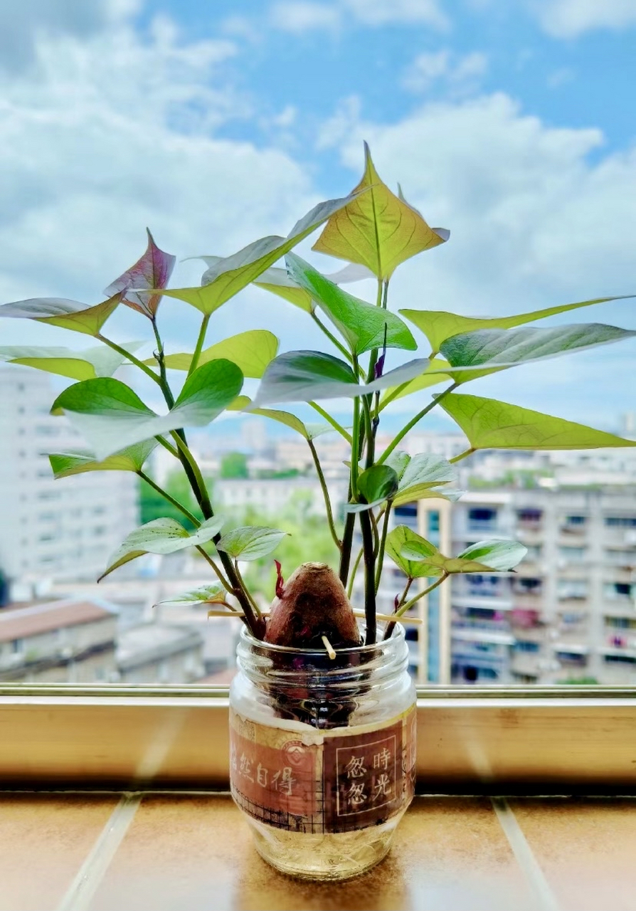 水培地瓜,可观赏可食用,比绿萝吊兰还好看,味道不输空心菜!