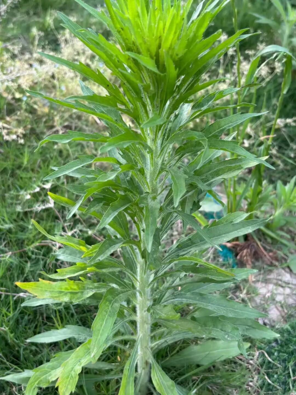 这种植物你们老家叫什么名字?小的时候经常割回家喂羊