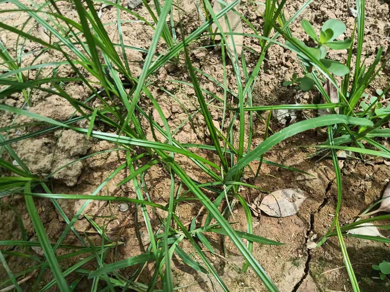 农村植物大全图片名称图片