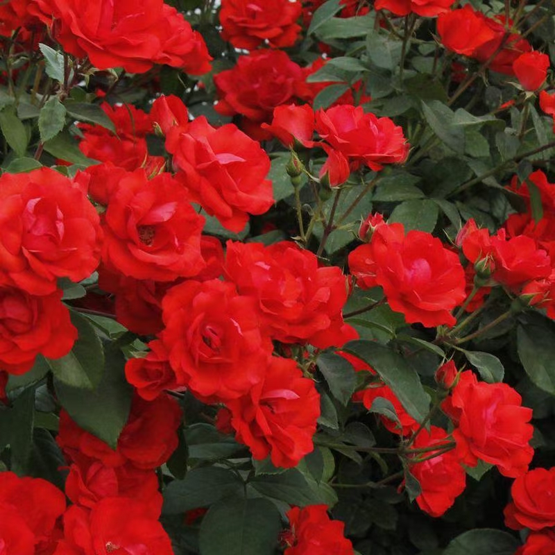 9-1.3米. 枝条:小枝具钩刺或无刺,无毛,羽状复叶,小叶5-7片