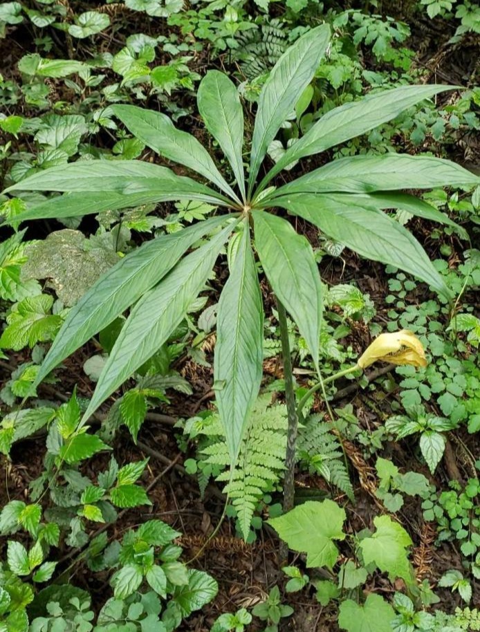 天南星 有毒植物