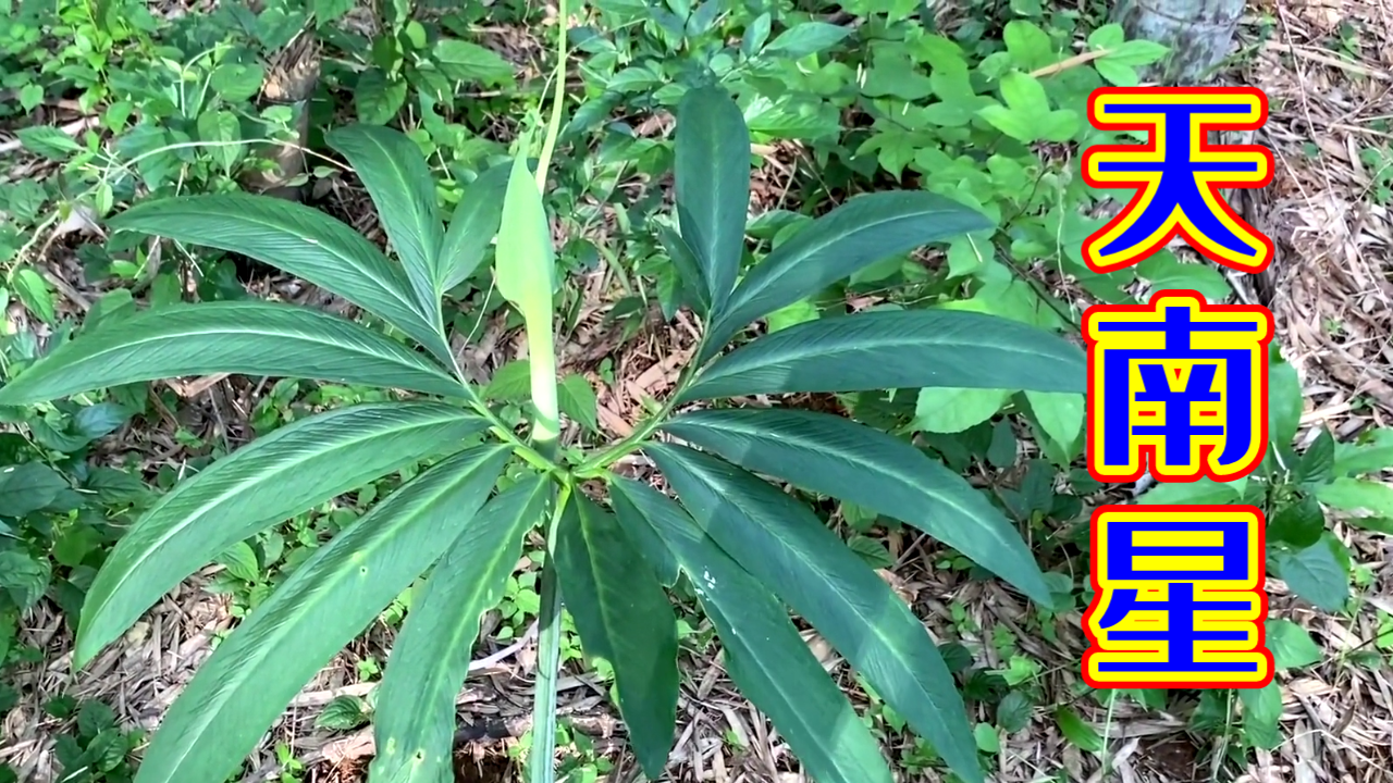 天南星:有毒植物,古老的药材