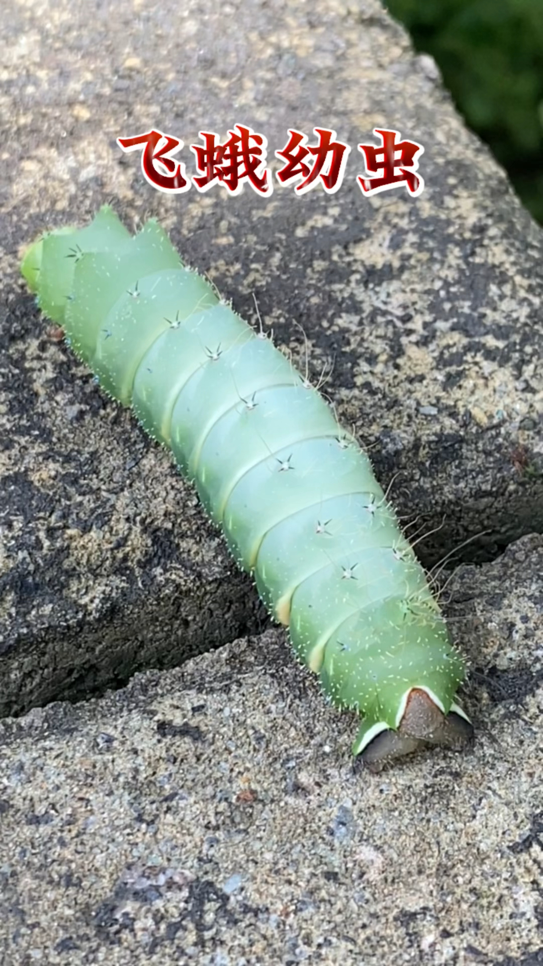 这是飞蛾的幼虫,看看你认识吗?