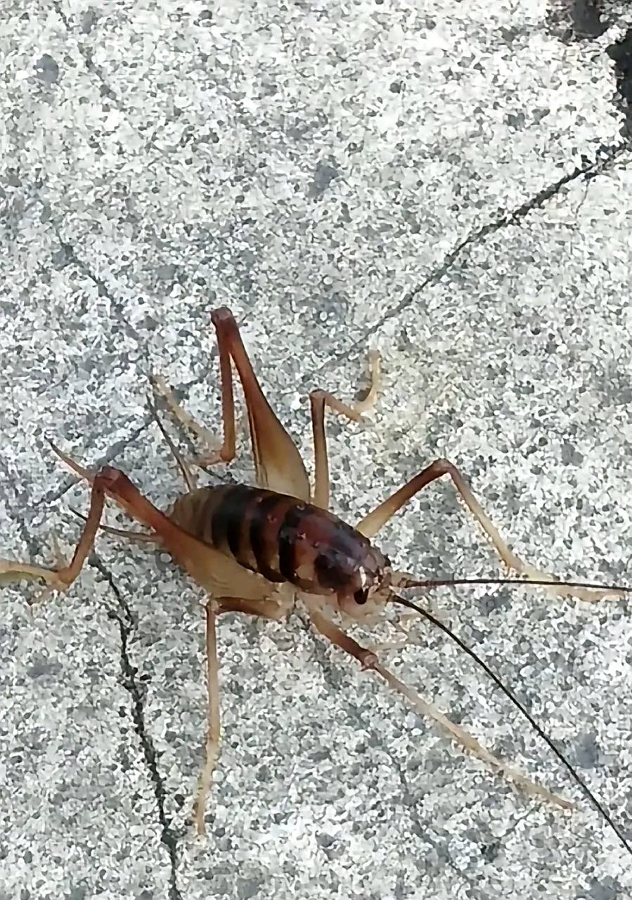 在家里厨房里的角落里发现的,大家看看这只像蟋蟀的昆虫,但是没有翅膀