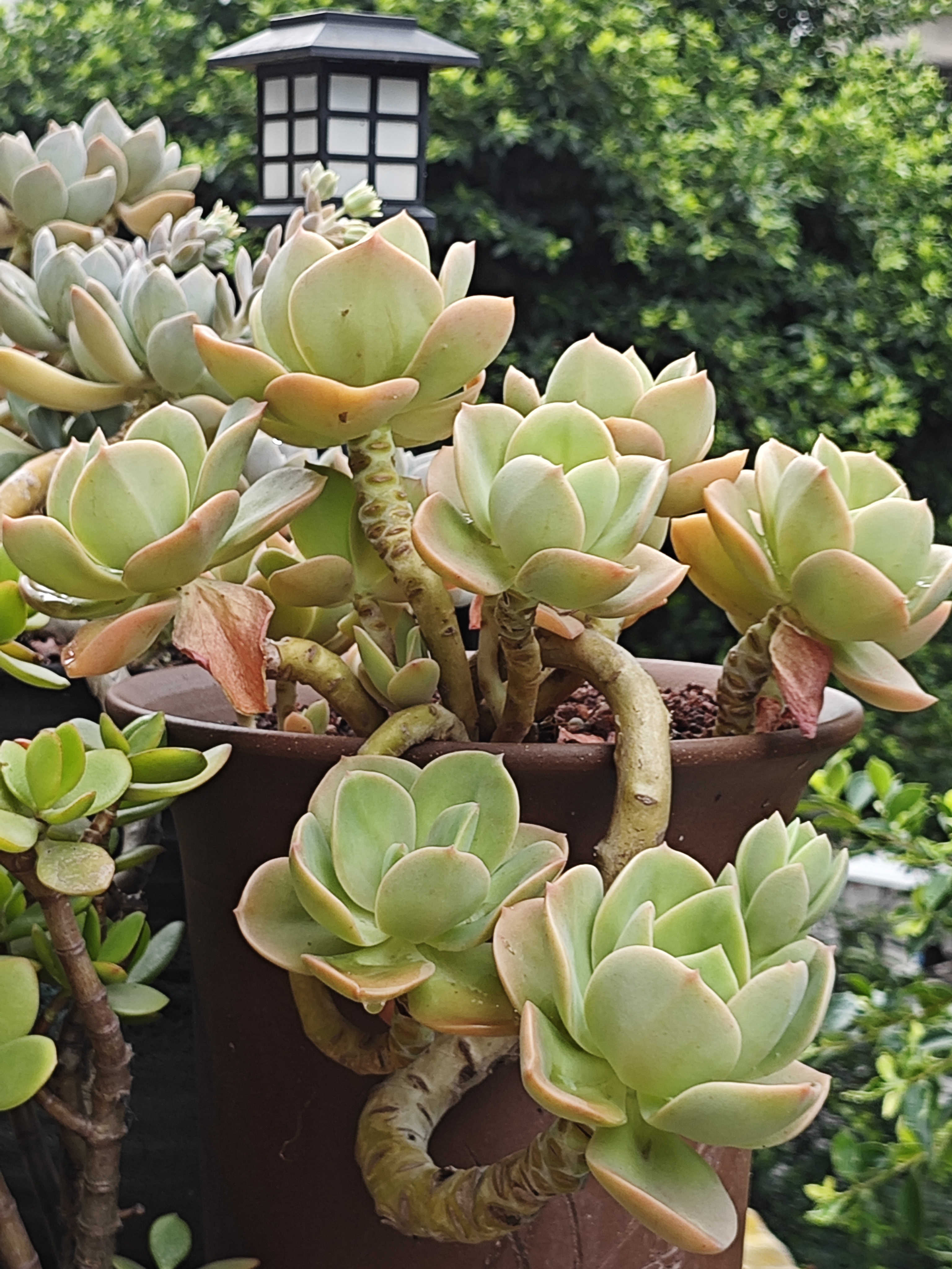 每日分享蓉姐露养的多肉