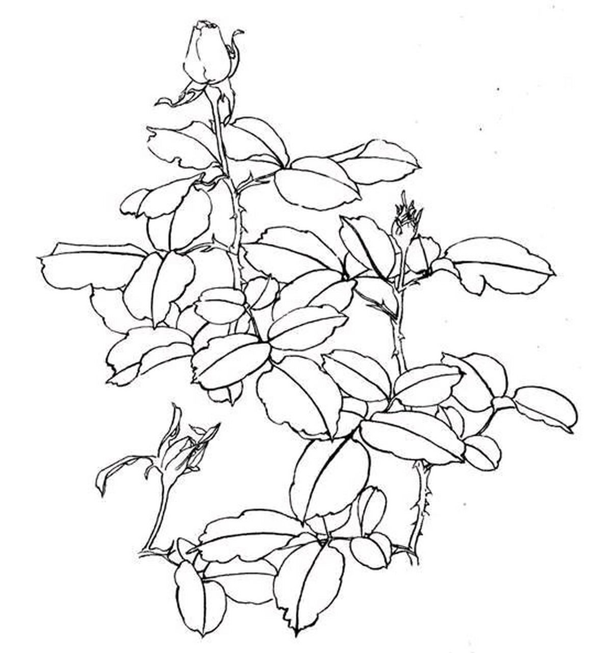 月季花工笔画技法, 含白描稿示例.