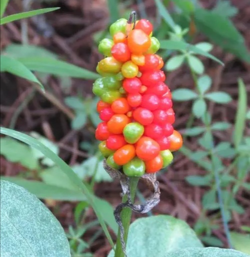 天南星:有毒植物,古老的药材