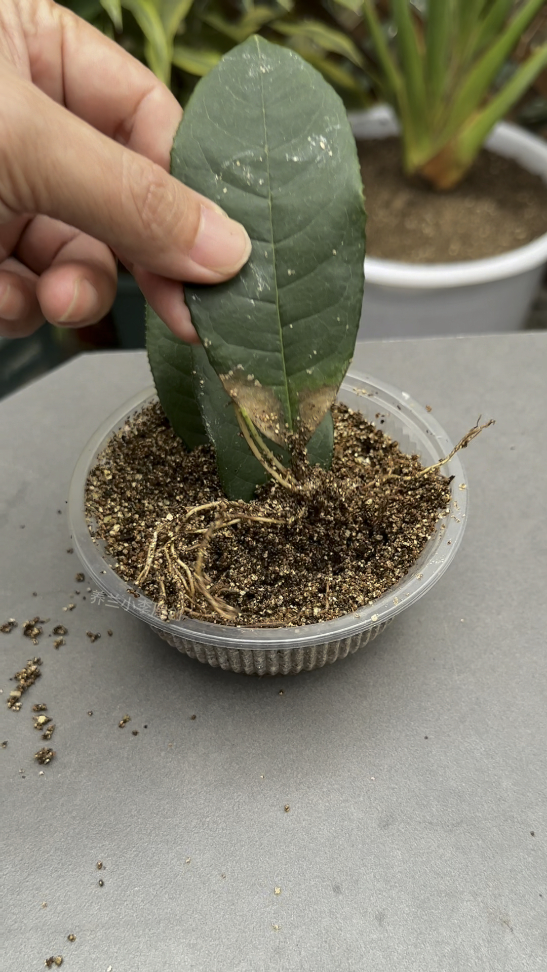 教你一招轻松把桂花扦插成活